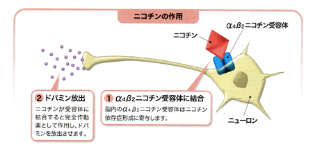 と 吐き気 吸う タバコ タバコを吸うとトイレに行きたくなる！喫煙と便意の関係性はあるのか？